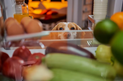 개의 요로결석의 종류와 먹지 말아야 할 것들.