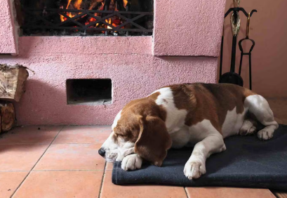 누워있는 강아지