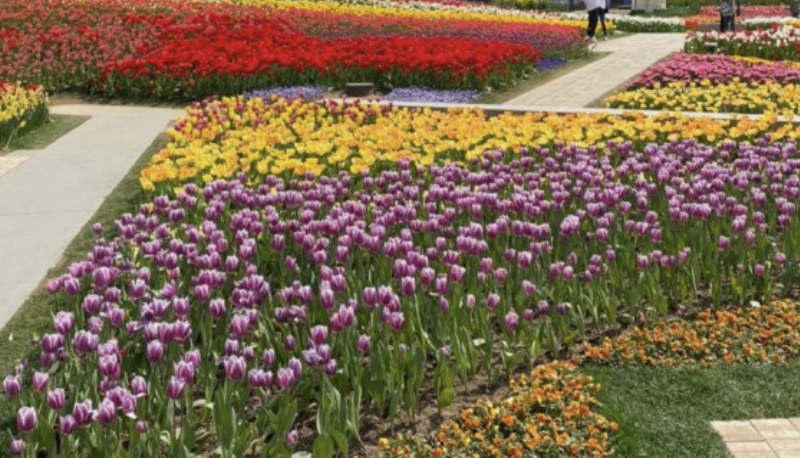 에버랜드 튤립축제