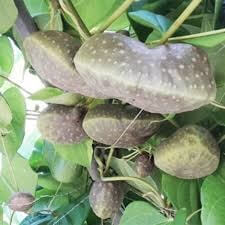 열매 마, 하늘마 효능 및 먹는 방법