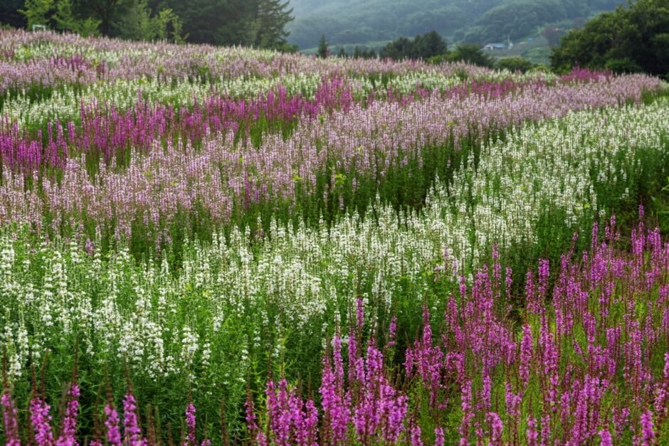 전국 가을축제 일정