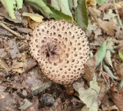 능이버섯 효능 총정리