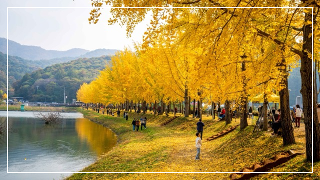 문광저수지 은행나무길 이미지