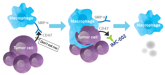 IMC-002 - 혈구응집을 일으키지 않고 효능(종양 식세포 작용)을 극대화하도록 설계된 단일 클론 항체