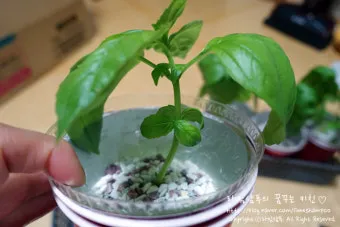 물꽂이 삽목 성공률높이기 깨끗한물 교체주기 빛관리 요령_35