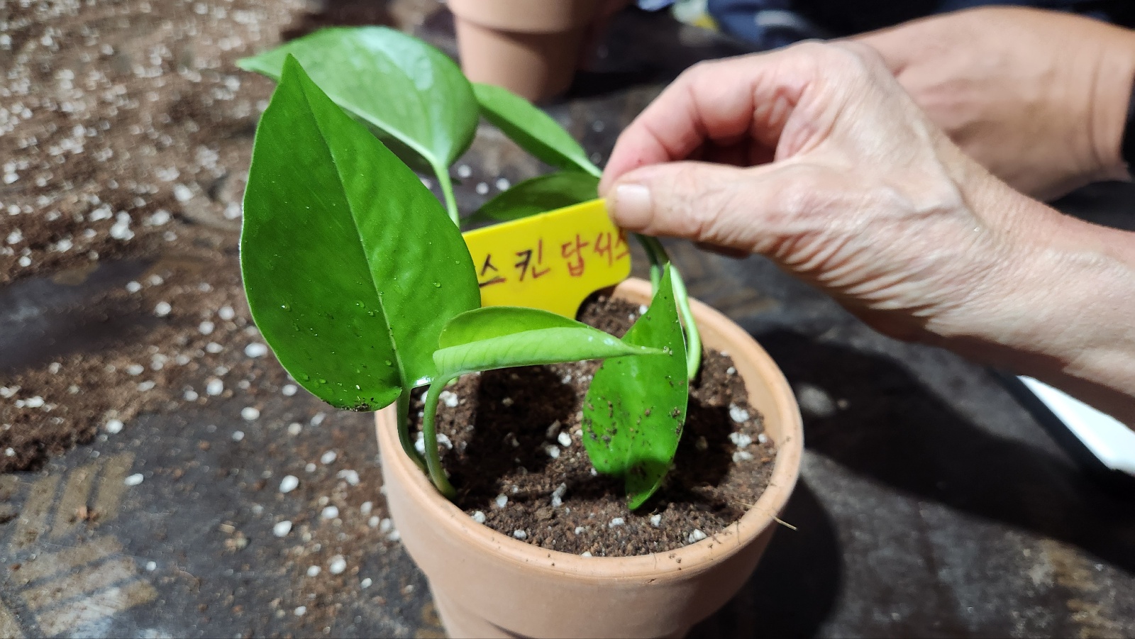 스킨답서스 삽목