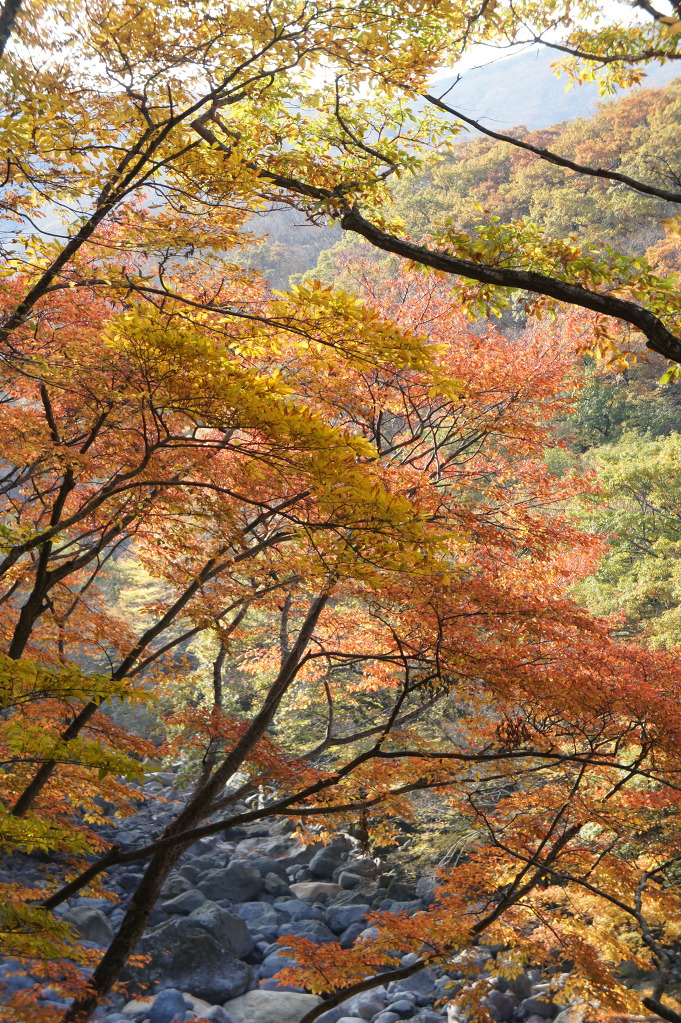 한라산 어리목 탐방로
