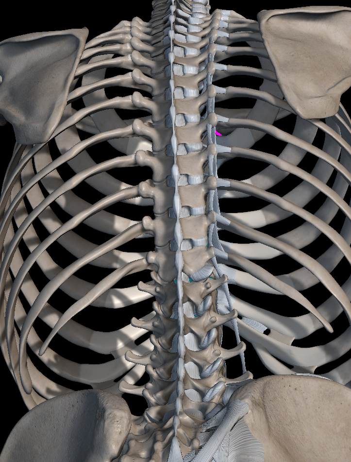 꼬리뼈 통증 원인 치료