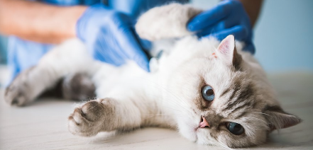 병원에서 수의사의 진찰을 받는 고양이.