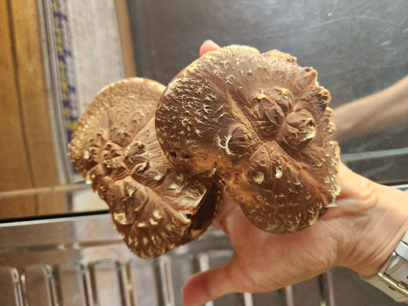 가평 별똥별 글램핑&카라반