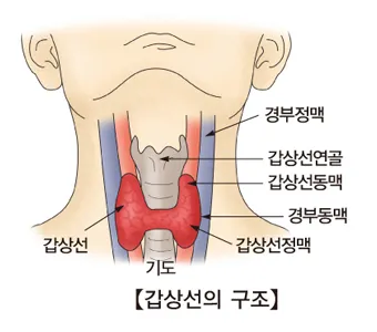 갑상선 기능 저하증 증상 6가지는 무엇인지 알아보기_3