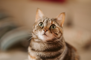 올려다보는 고양이