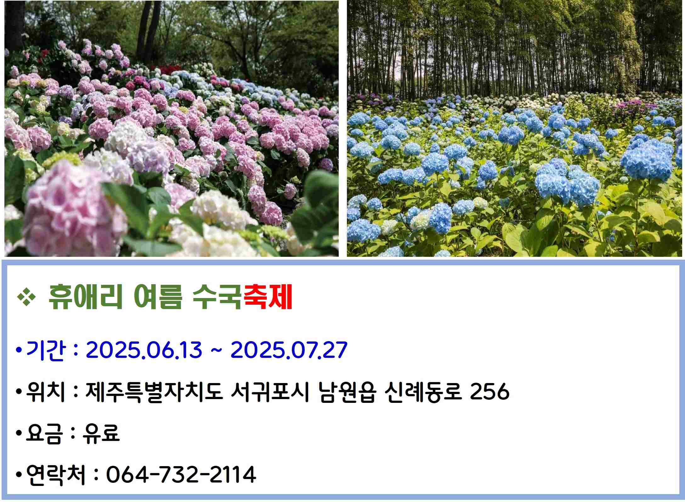 휴애리 여름 수국축제