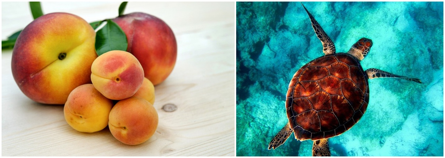 복숭아와 거북이 사진