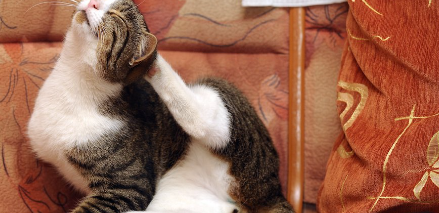 뒷다리로 귀 뒤를 긁는 고양이.