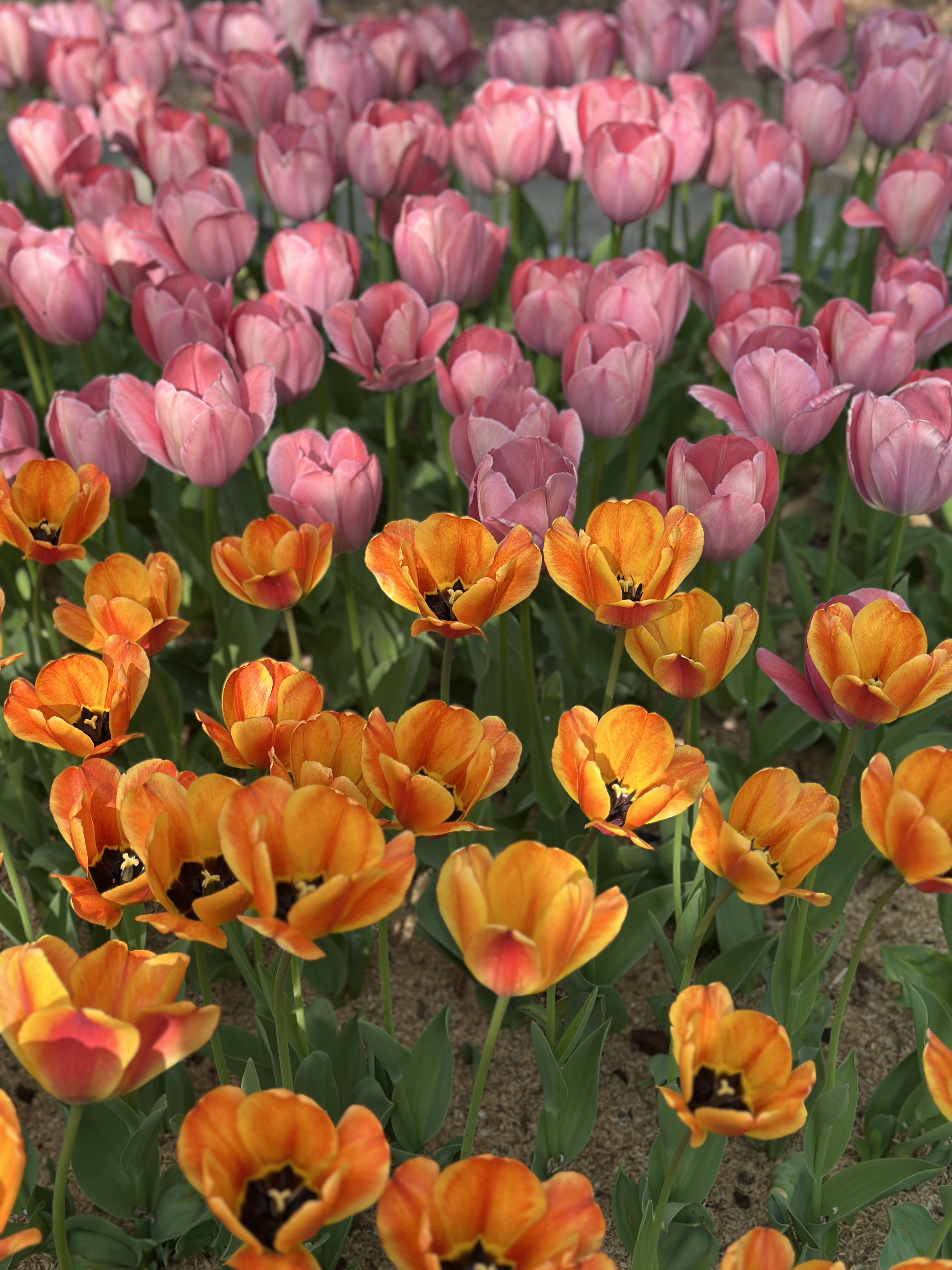 성남시청 산책로 꽃길 튤립 조경 아이와 산책 후기