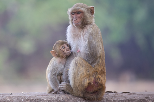23년 원숭이띠 운세
