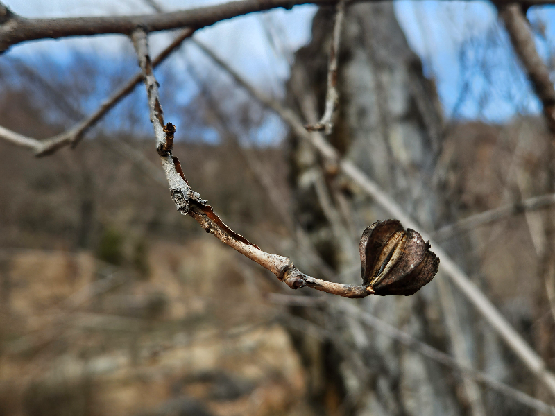 가침박달 열매1