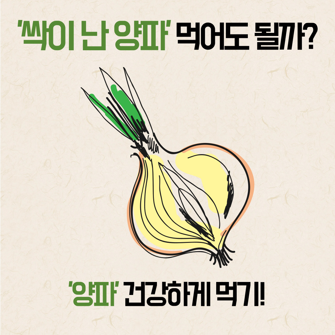 싹이난양파