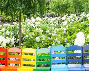 공주 수국축제 유구색동 수국 정원 꽃축제_5