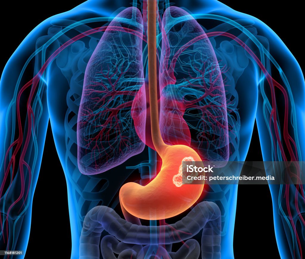 사람의 장기위그림