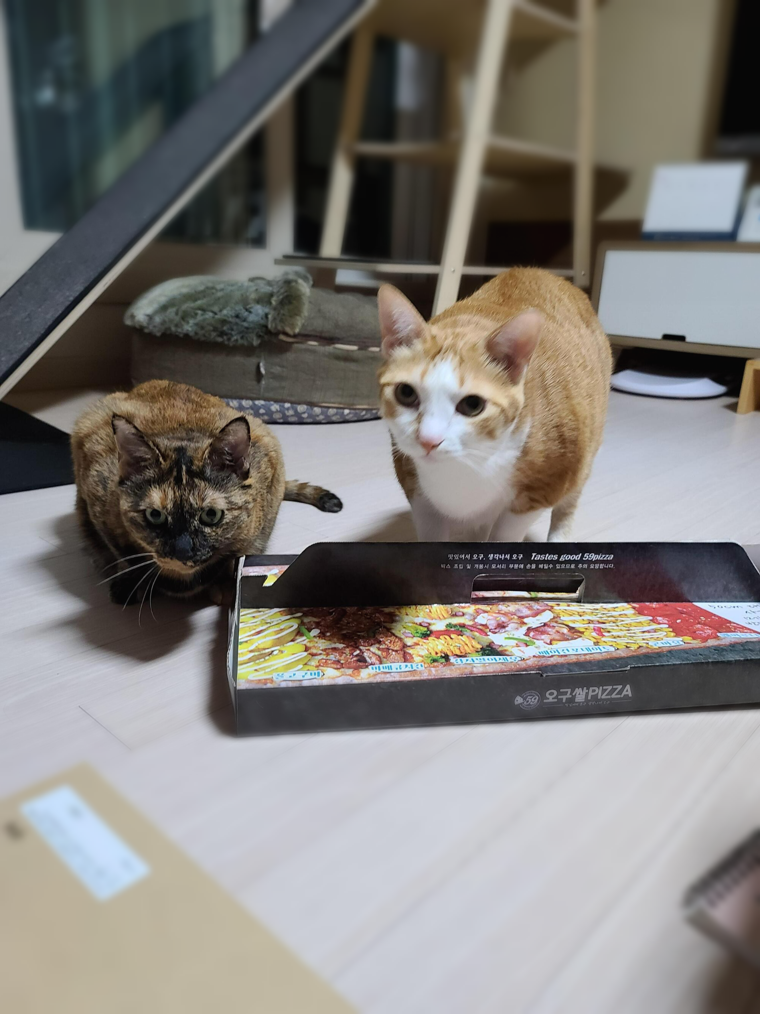 식탐많은 고양이 사랑이.