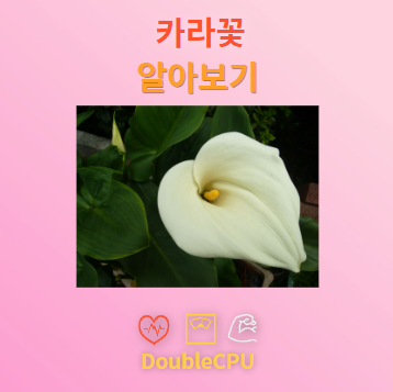 카라꽃 탐구