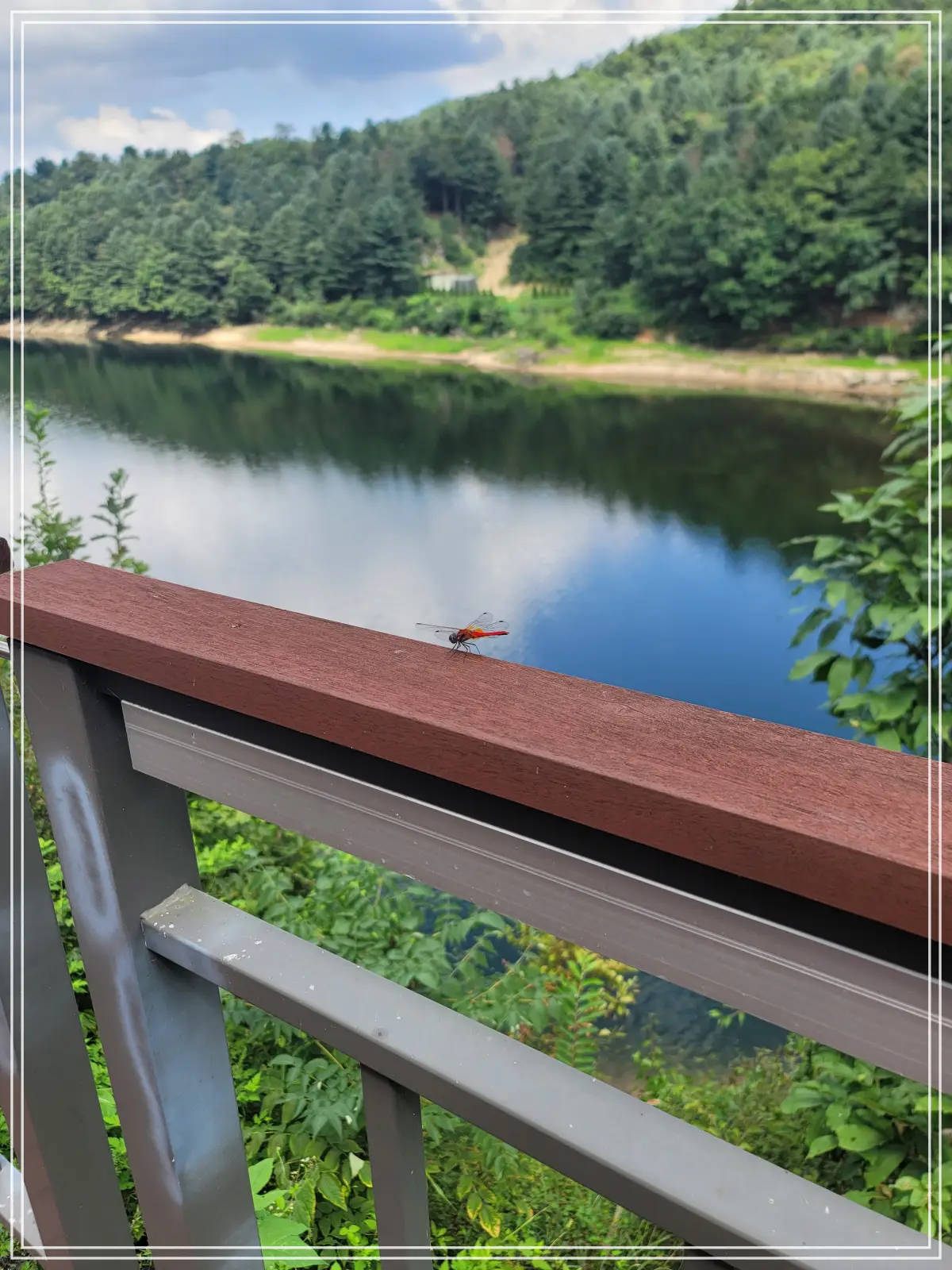 포천-청계호수-데크위-고추잠자리