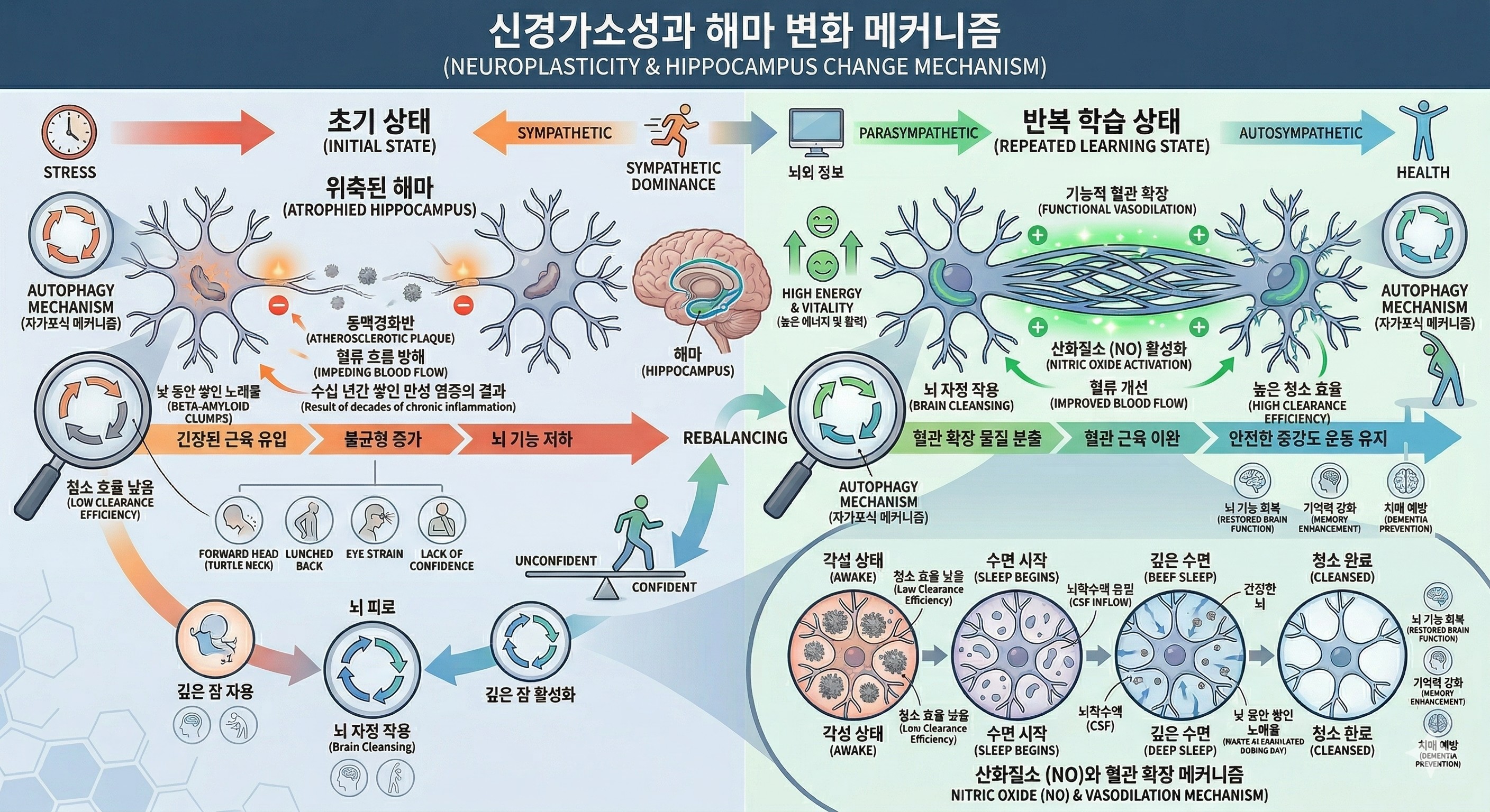 행동이 반복될 때 신경세포사이의 연결망(회로)이 굵어지는 과정을 보여주는 이미지