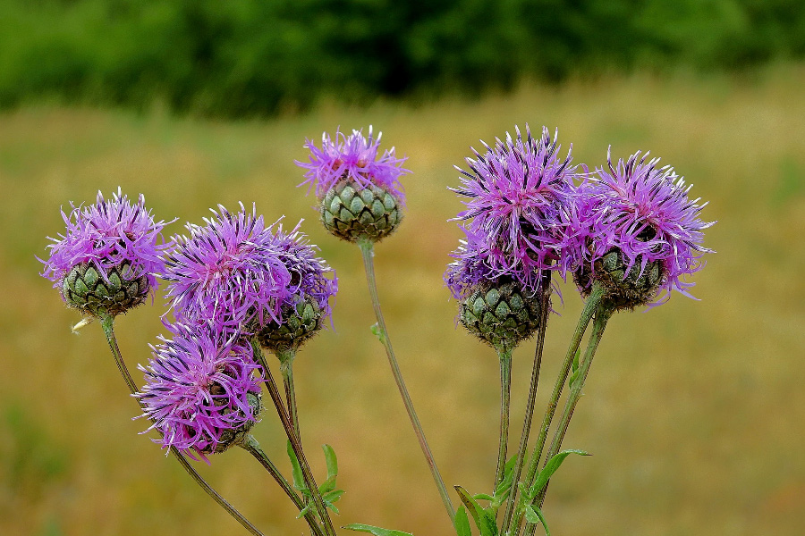 야생에서 크고 있는 엉겅퀴 풀의 자주색 꽃과 꽃망울, 그리고 줄기를 확대하여 찍은 사진