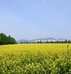 구리 유채꽃축제