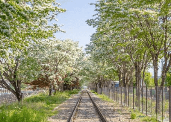 전주 이팝나무 철길