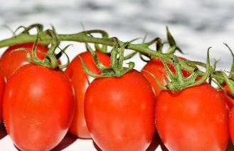 스테비아 방울토마토 효능 부작용 칼로리