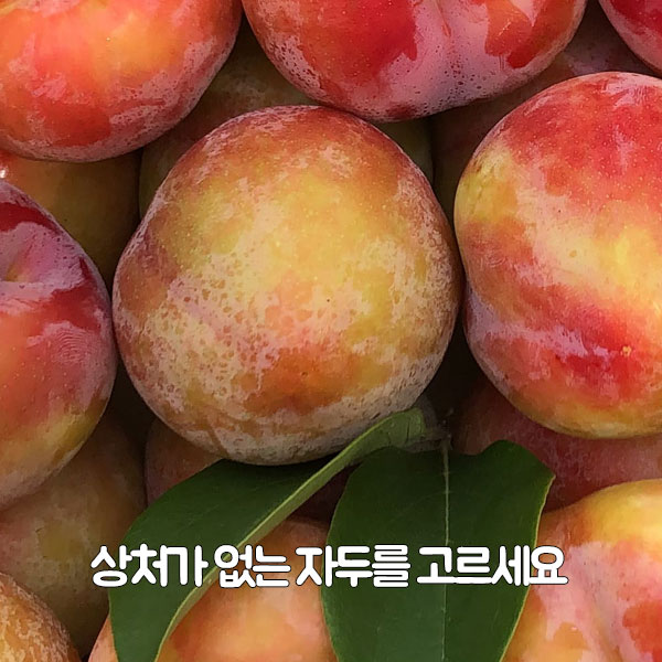 상처가 없는 자두를 고르세요