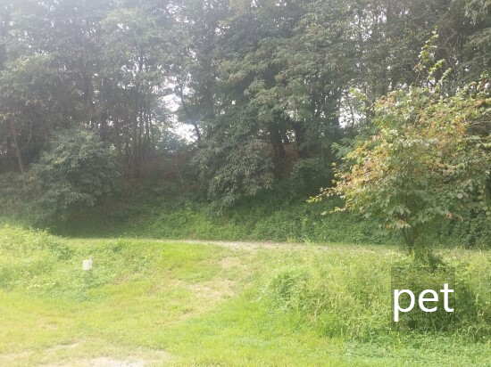 경기-파주-느티나무-그늘아래-캠핑장-예약-방법-애견-동반-가격-주소-시간-후기