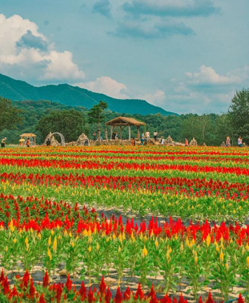 가을에 만난 붉은 바다, 철원 맨드라미 꽃밭 여행기