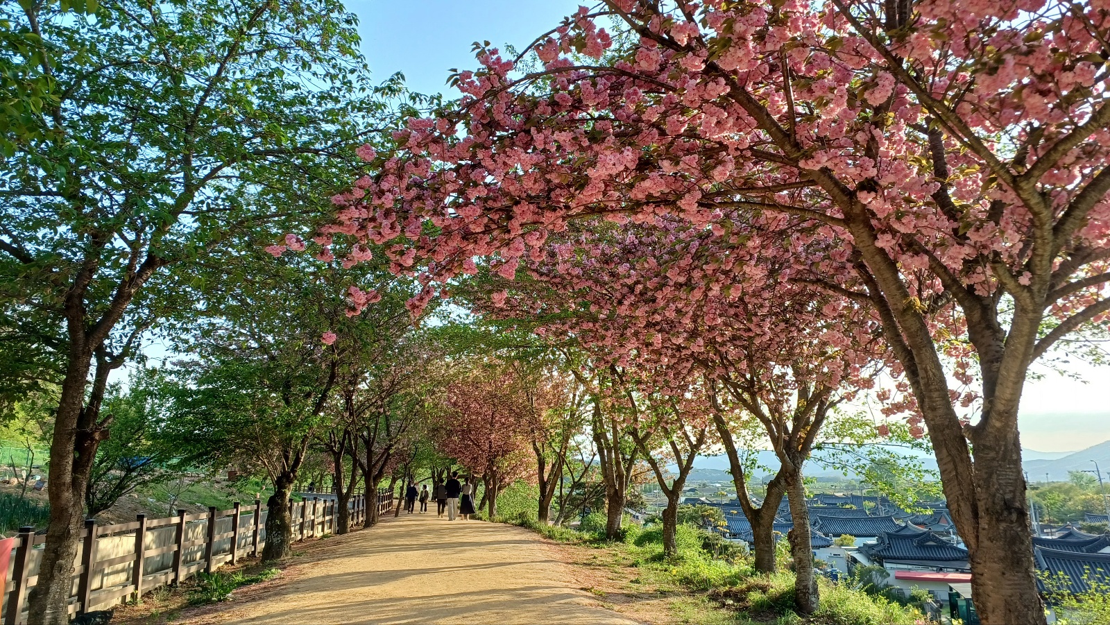 선덕여왕길 겹벚꽃4