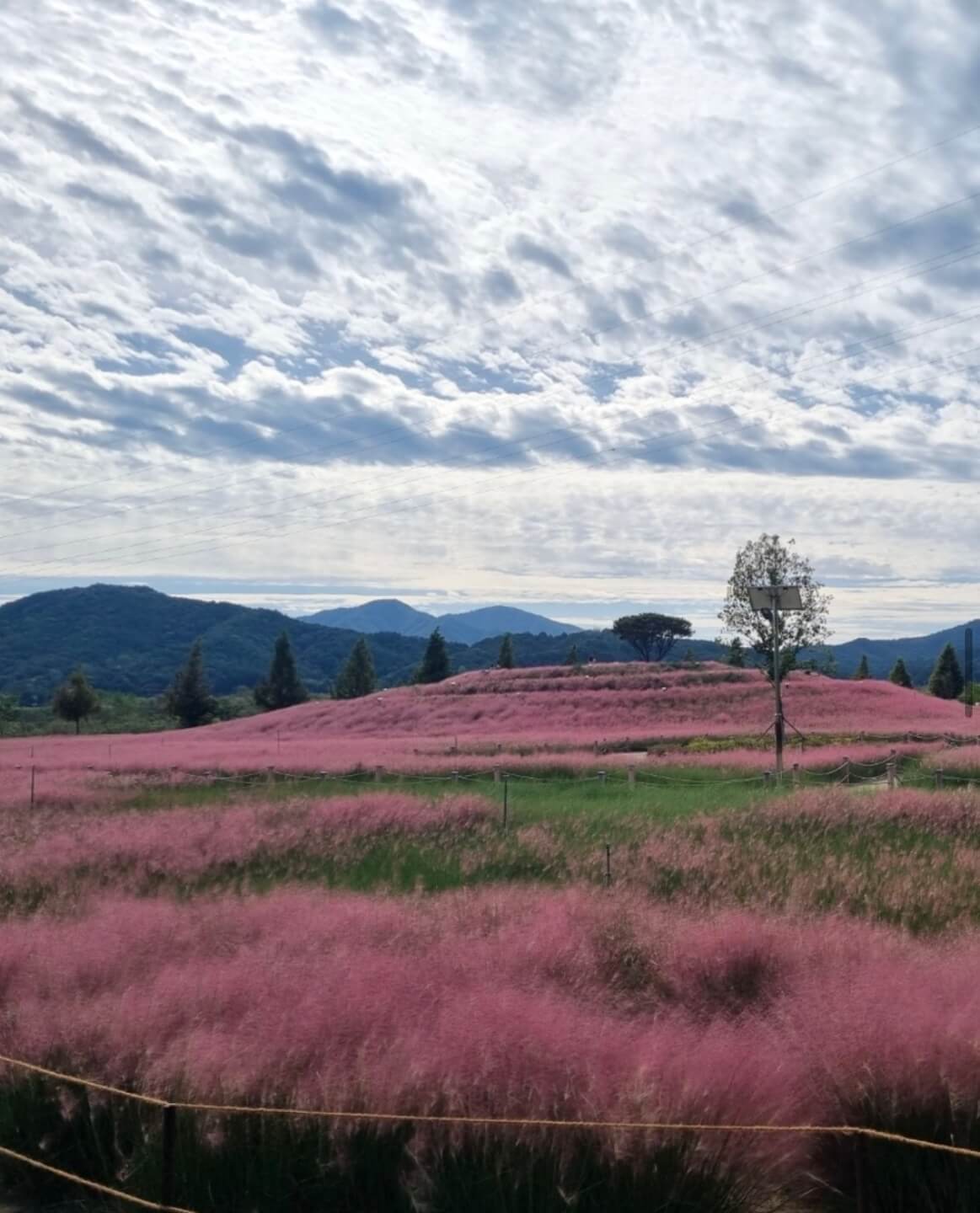 신소양 체육공원의 핑크뮬리