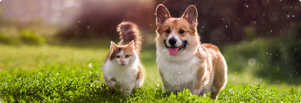 반려동물과 함께하는 여행관련 사진