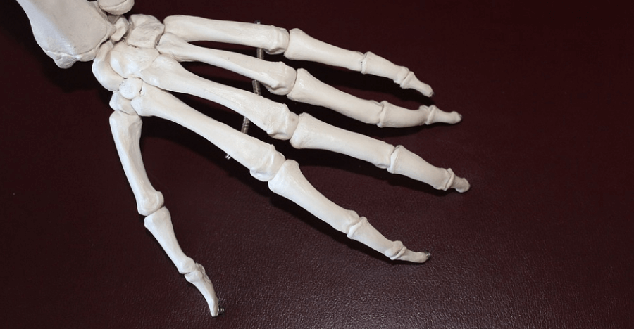 모형으로 만들어진 손가락 뼈 모양