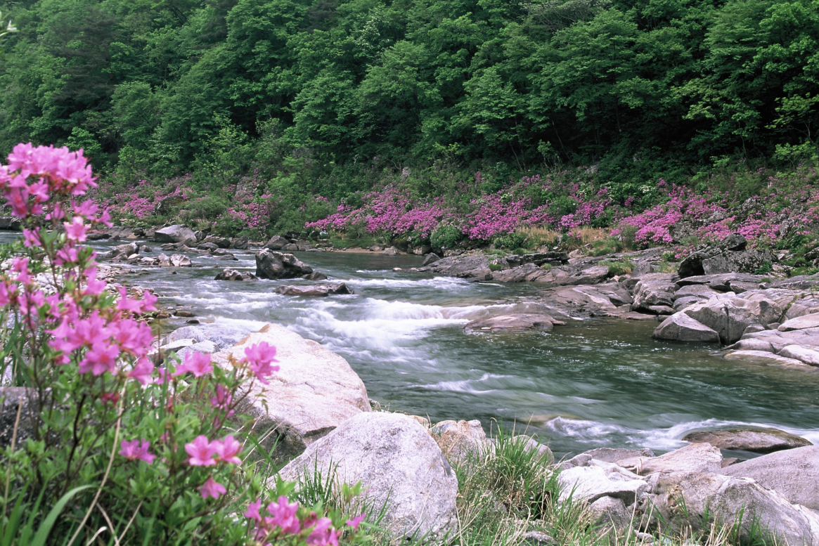 초여름 무더위 탈출! 강원도·지리산·지방계곡에서 만나는 최고의 피서 여행지 5선