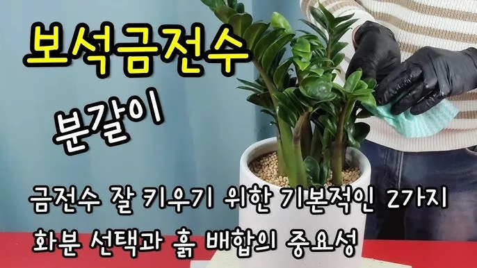 보석금전수 물주기 키우기 잎꽂이 꽃 노란잎 관리 재물운_6