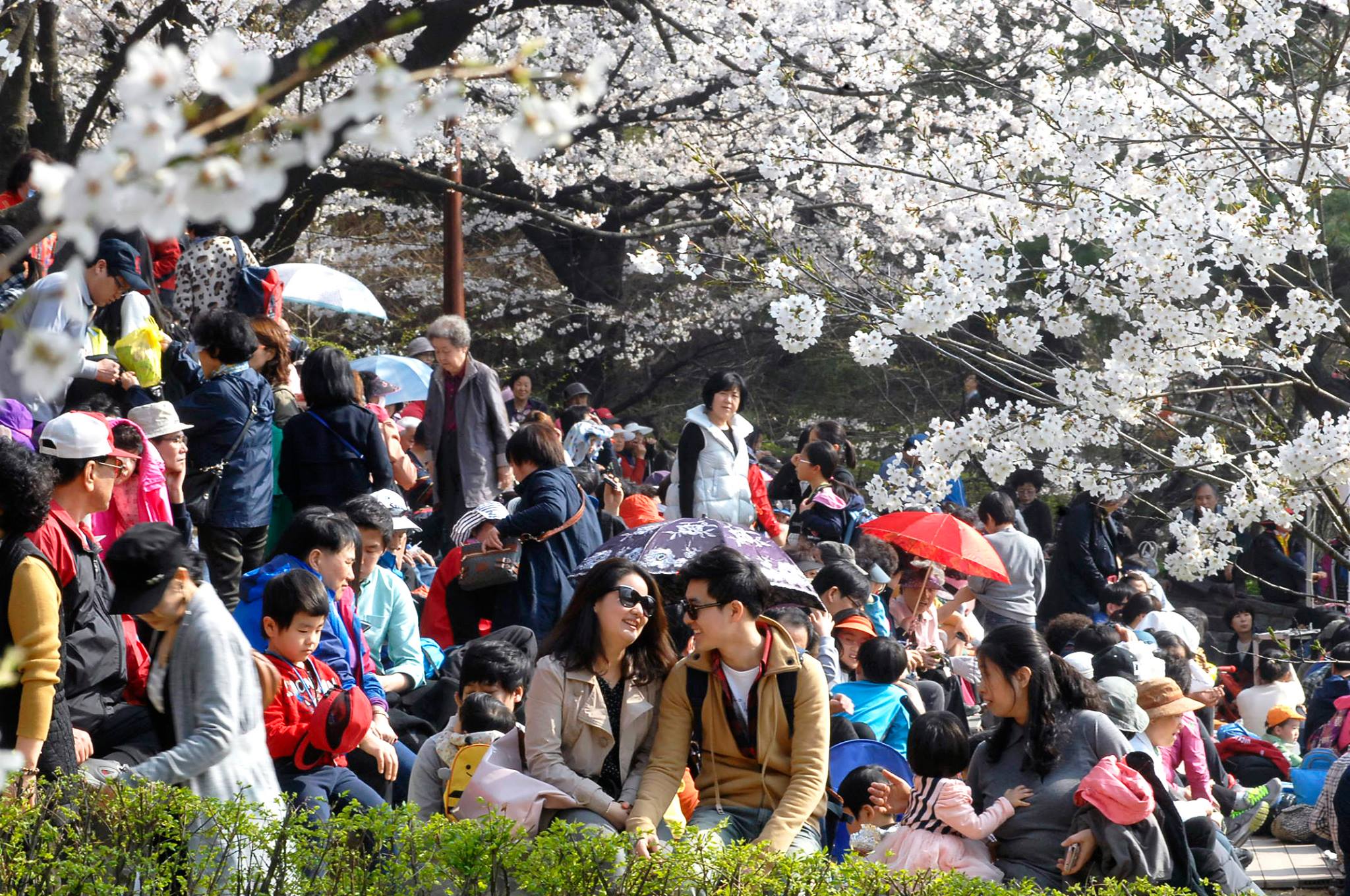 2024 서대문 봄빛 축제 봄빛 콘서트 벚꽃라이브 함신익과 심포니송 기본일정과 프로그램 소개 홍지윤 박현빈 일소로몬 티엘 세자전거 어소티드 턴어라운드 오적목소리 라클라쎄 출연