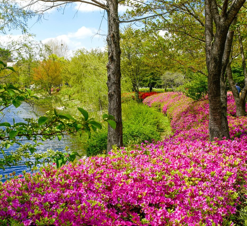 서울에서 구하기 쉬운 희귀 식물 (온/오프 매장, 식물마켓, 플리마켓)