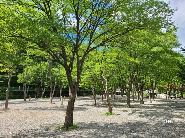 경기-연천-보물나라캠프-예약-방법-애견-동반-가격-주소-시간-후기