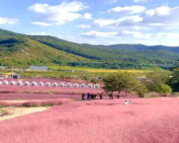 고창 핑크뮬리 축제 꽃객 프로젝트_20