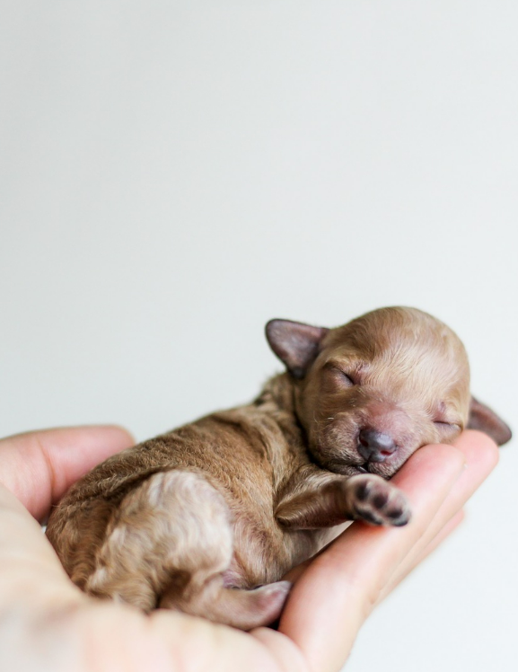 강아지 사료 추천