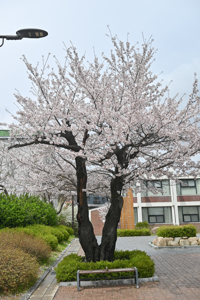 안양예술공원은 벚꽃 명소 