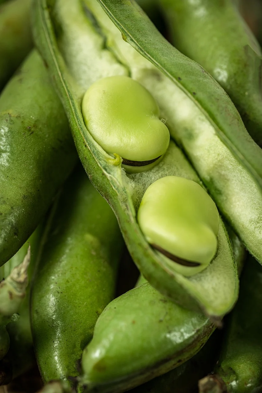 작두콩차의 효능과 올바른 마시는 법