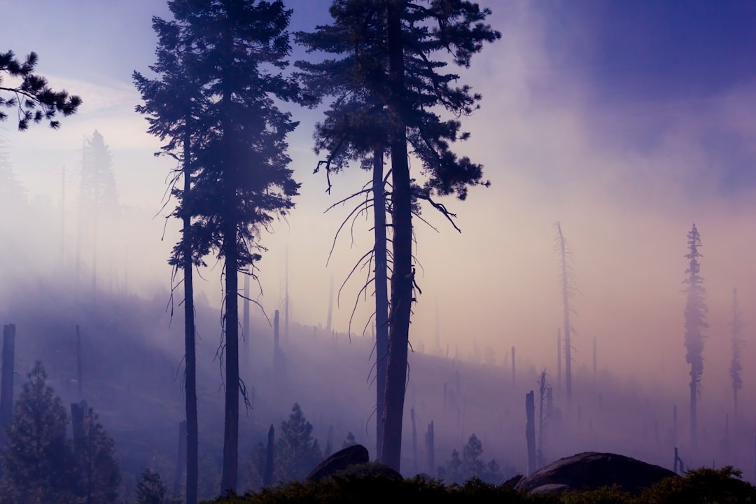 Wildfire